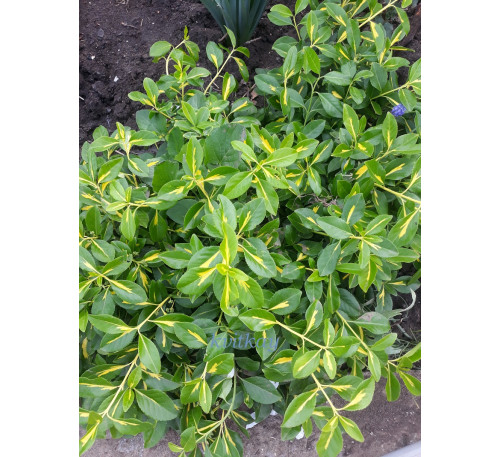 Бересклет , бруслина Форчуна «Сан Спот» (Euonymus  fortunei «Sun Spot»)  